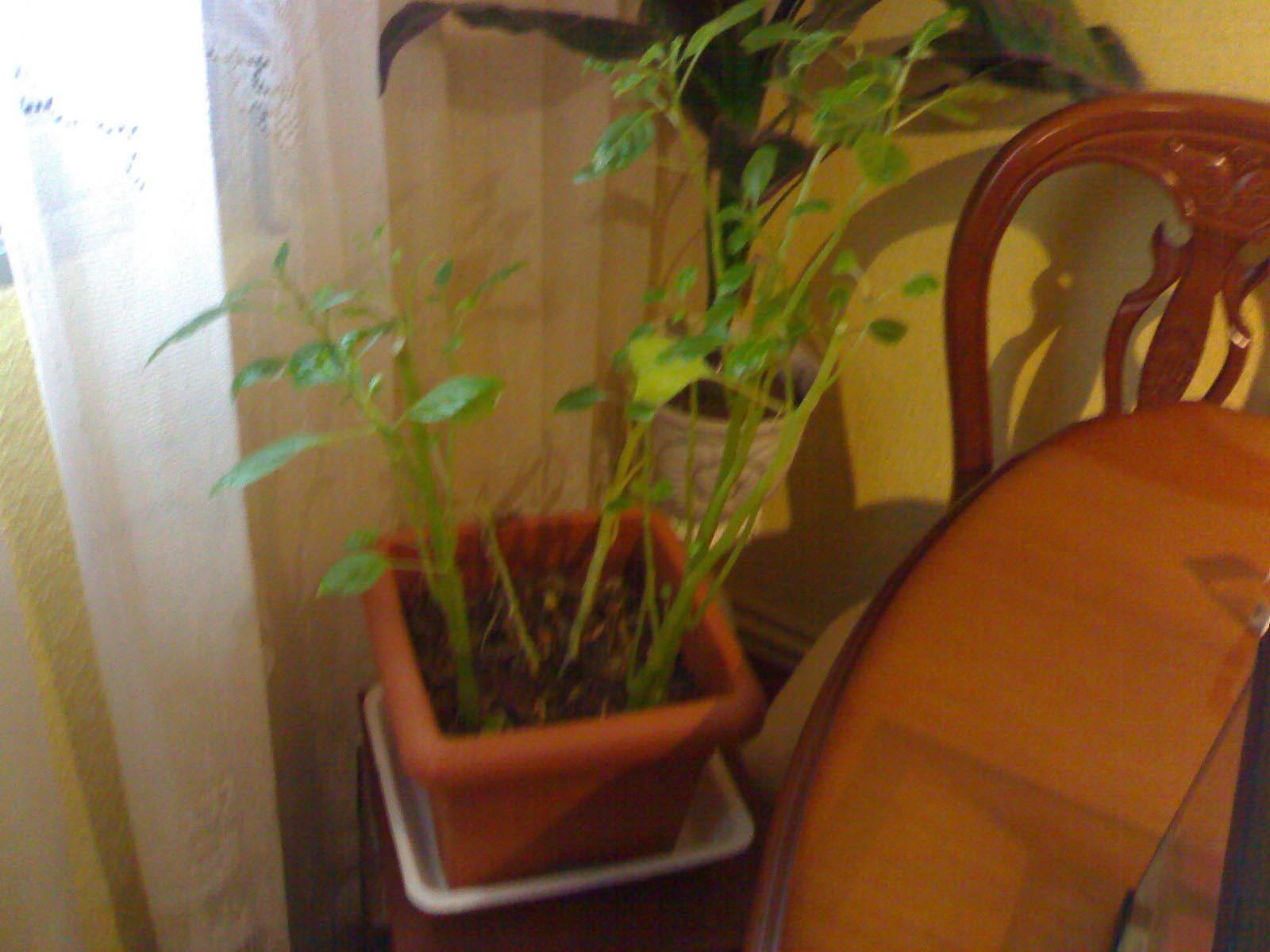 [Foto de planta, jardin, jardineria]