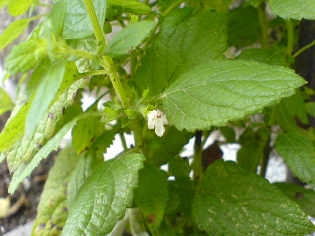 [Foto de planta, jardin, jardineria]