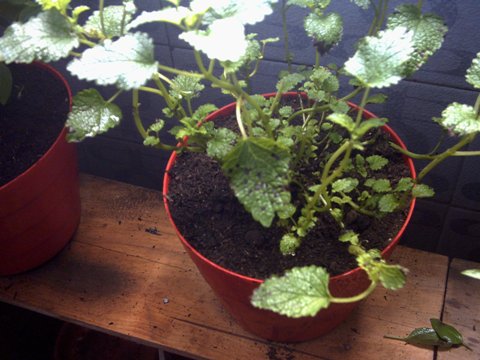 [Foto de planta, jardin, jardineria]