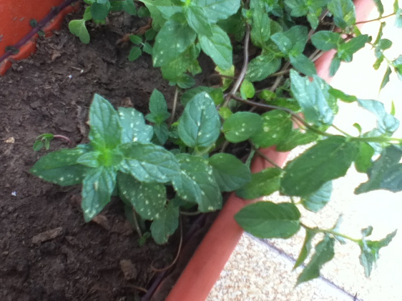 [Foto de planta, jardin, jardineria]
