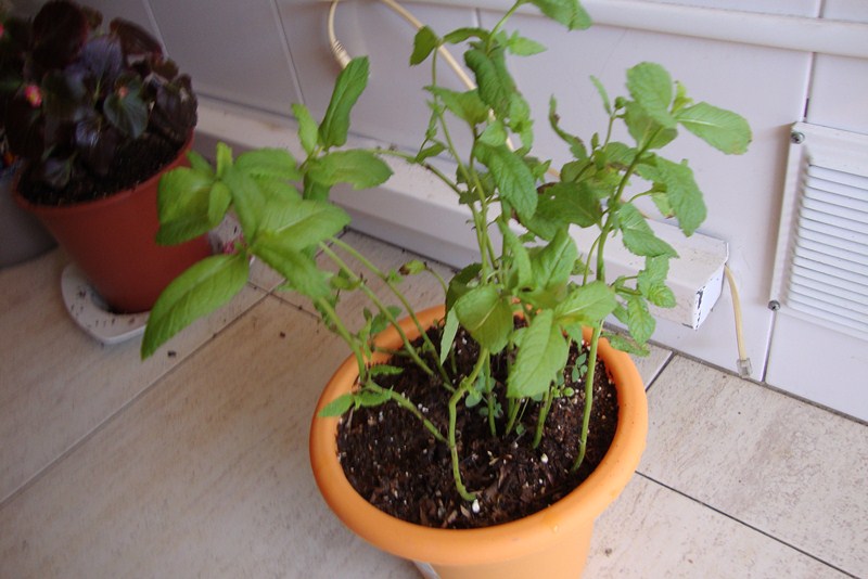 [Foto de planta, jardin, jardineria]
