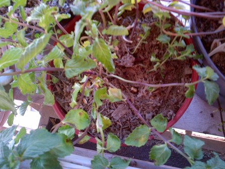 [Foto de planta, jardin, jardineria]