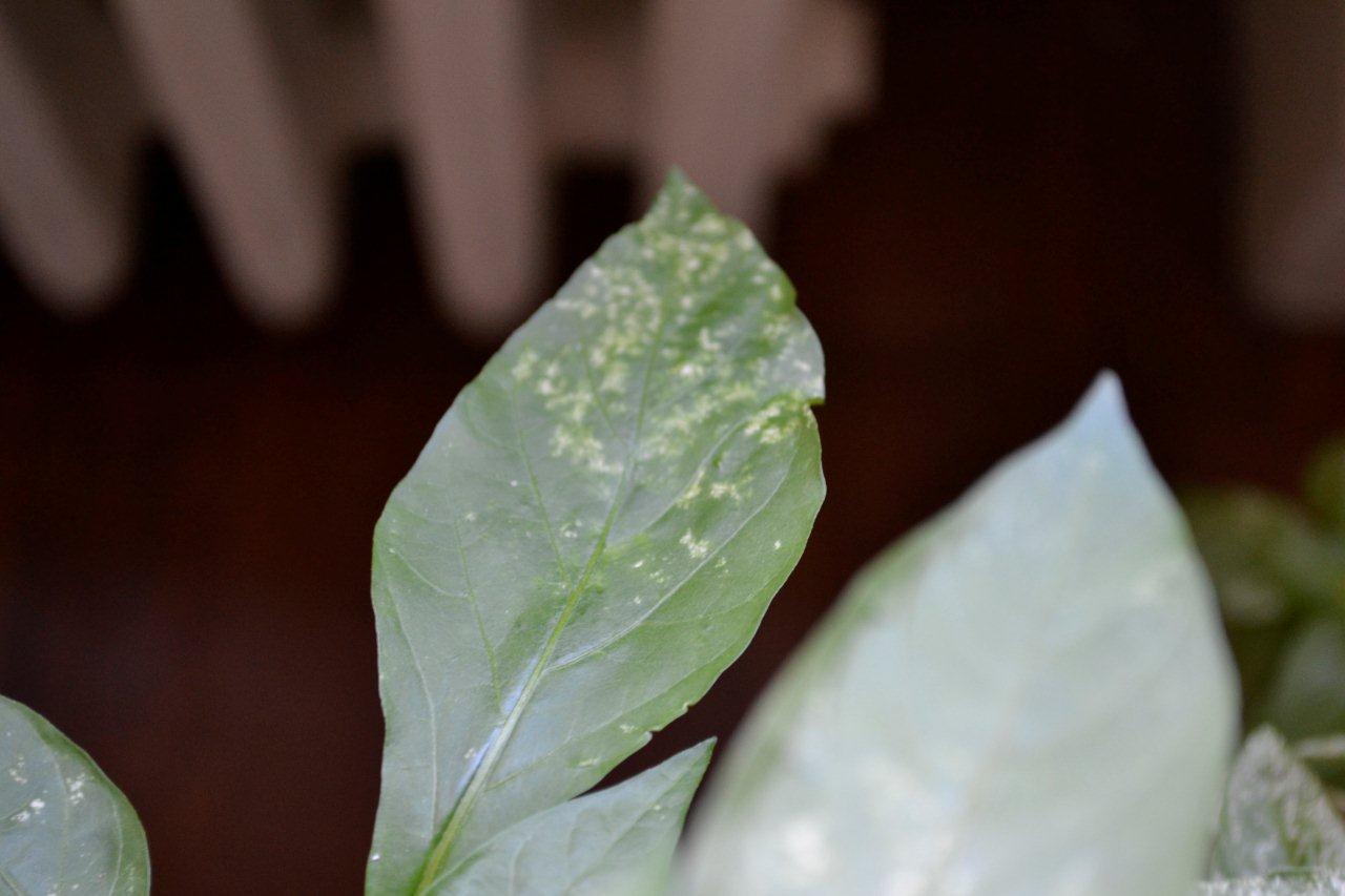 [Foto de planta, jardin, jardineria]