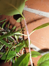 [Foto de planta, jardin, jardineria]
