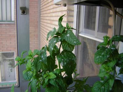 [Foto de planta, jardin, jardineria]