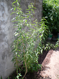 [Foto de planta, jardin, jardineria]