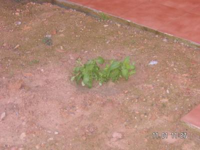 [Foto de planta, jardin, jardineria]