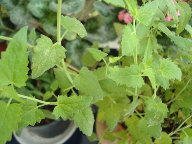 [Foto de planta, jardin, jardineria]