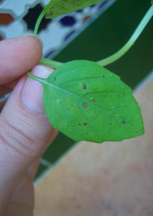 [Foto de planta, jardin, jardineria]