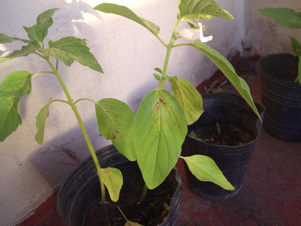 [Foto de planta, jardin, jardineria]