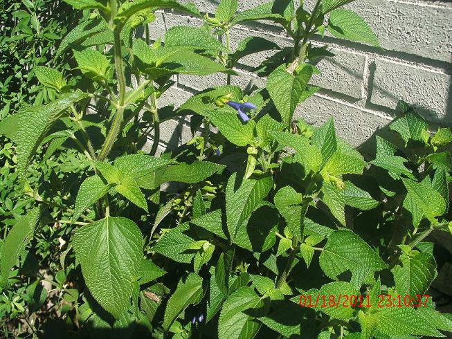 [Foto de planta, jardin, jardineria]