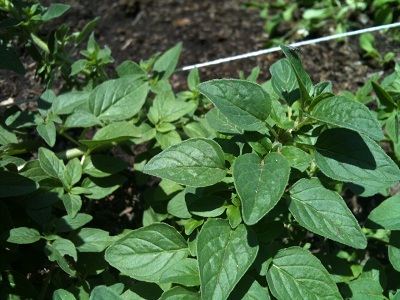 [Foto de planta, jardin, jardineria]