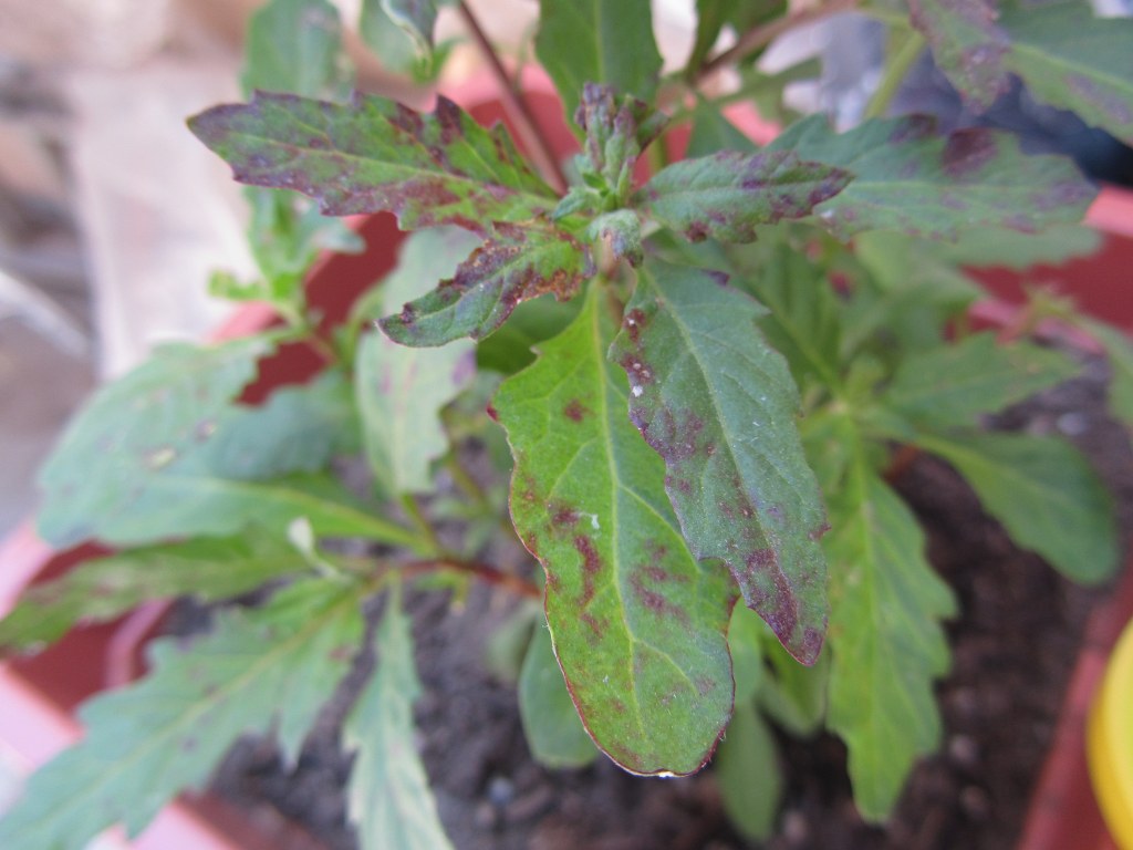 [Foto de planta, jardin, jardineria]