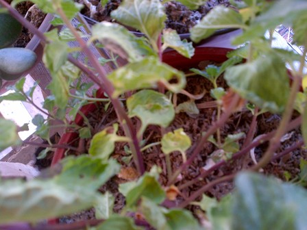 [Foto de planta, jardin, jardineria]