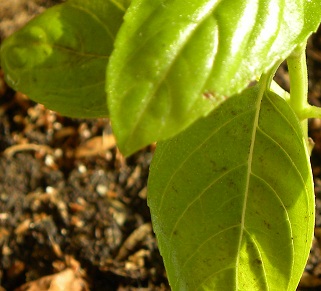 [Foto de planta, jardin, jardineria]