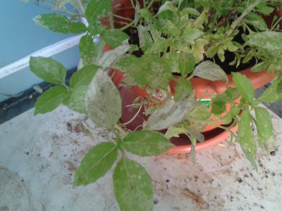 [Foto de planta, jardin, jardineria]