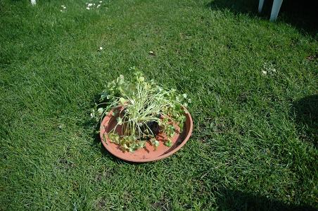 [Foto de planta, jardin, jardineria]