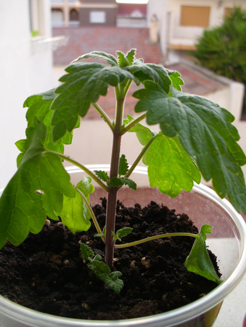 [Foto de planta, jardin, jardineria]