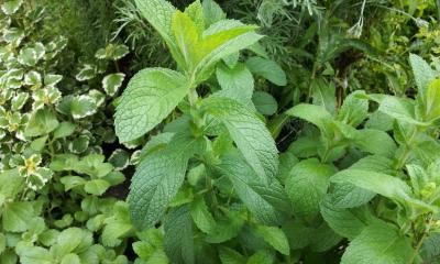 [Foto de planta, jardin, jardineria]