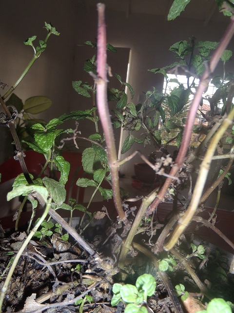 [Foto de planta, jardin, jardineria]