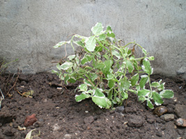 [Foto de planta, jardin, jardineria]