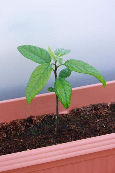 [Foto de planta, jardin, jardineria]