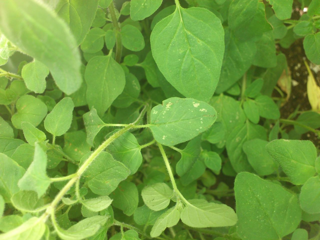 [Foto de planta, jardin, jardineria]