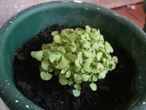 [Foto de planta, jardin, jardineria]