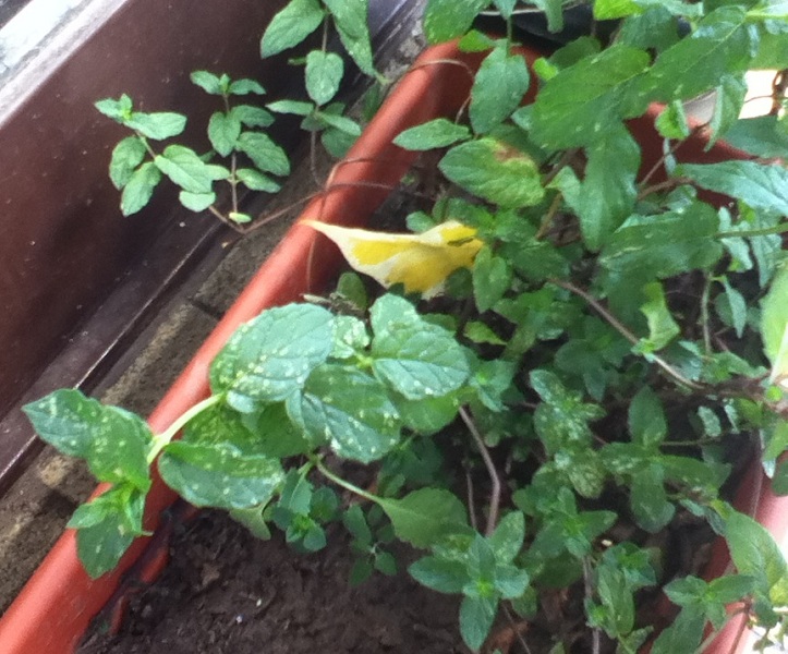 [Foto de planta, jardin, jardineria]
