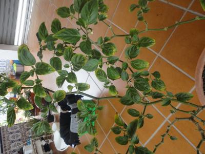 [Foto de planta, jardin, jardineria]