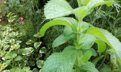 [Foto de planta, jardin, jardineria]