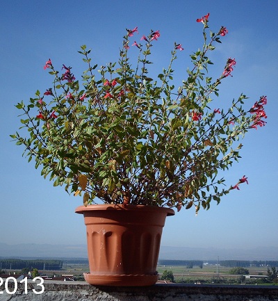 [Foto de planta, jardin, jardineria]