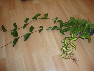 [Foto de planta, jardin, jardineria]