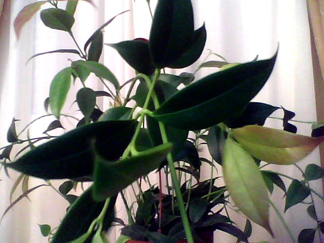 [Foto de planta, jardin, jardineria]