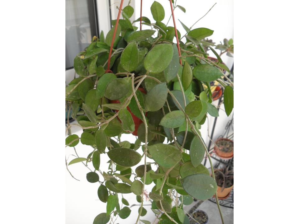 [Foto de planta, jardin, jardineria]