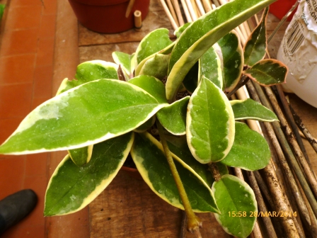 [Foto de planta, jardin, jardineria]