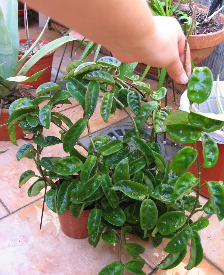 [Foto de planta, jardin, jardineria]