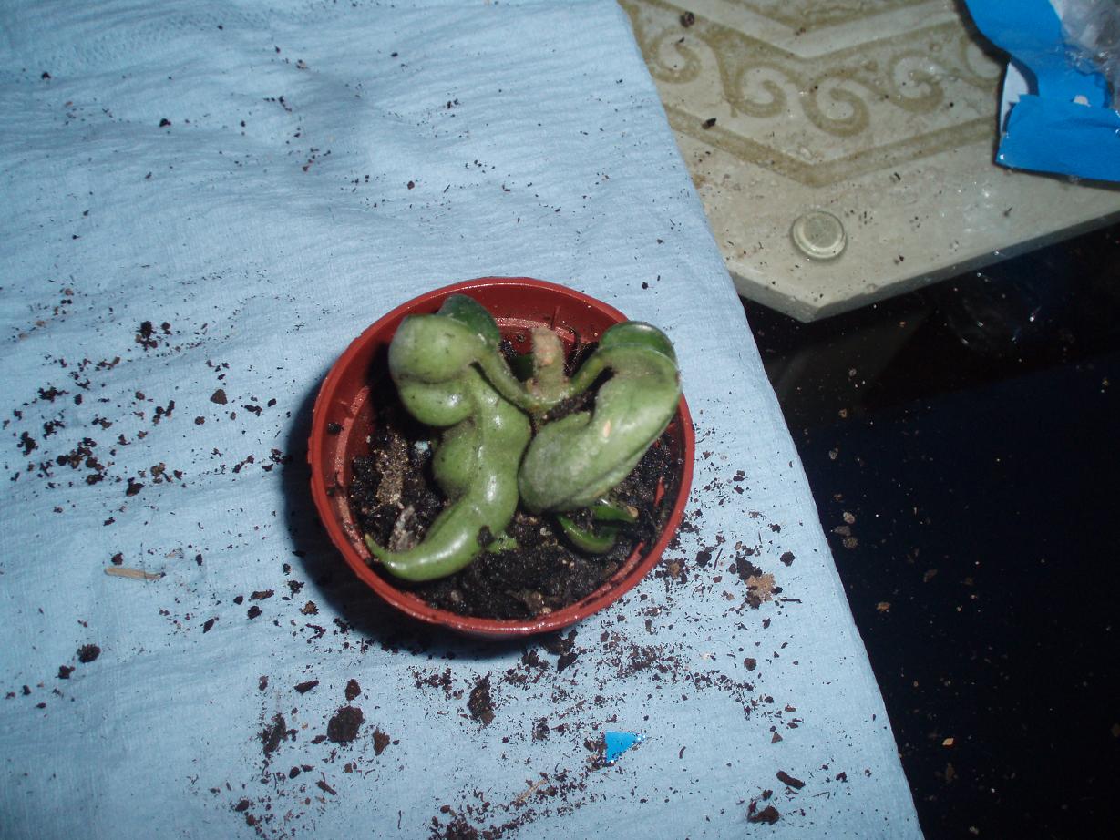 [Foto de planta, jardin, jardineria]