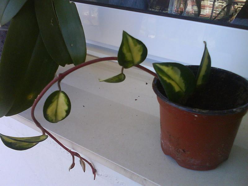 [Foto de planta, jardin, jardineria]