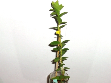 [Foto de planta, jardin, jardineria]