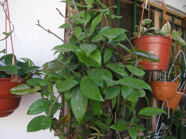 [Foto de planta, jardin, jardineria]