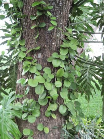 [Foto de planta, jardin, jardineria]