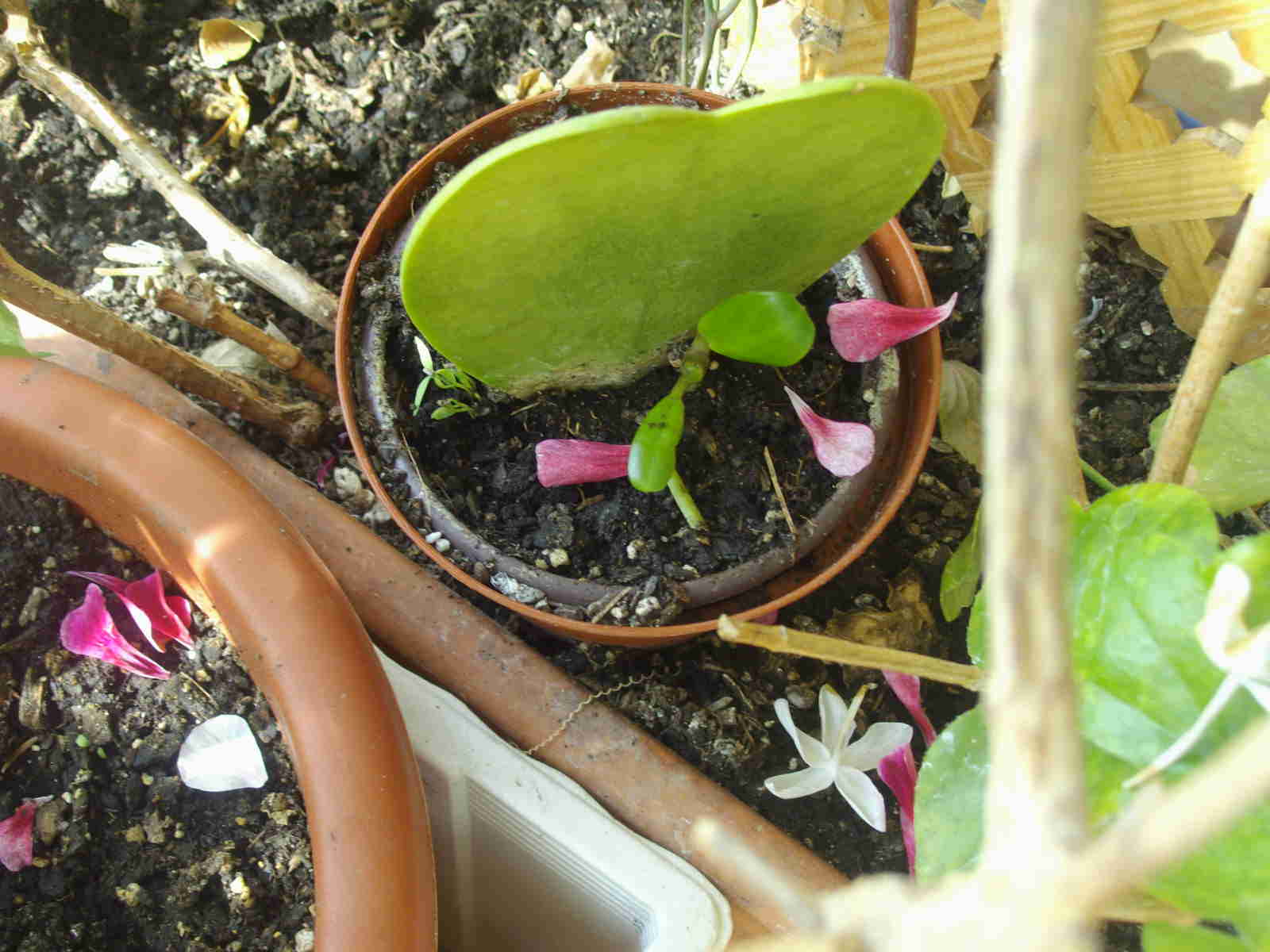 [Foto de planta, jardin, jardineria]