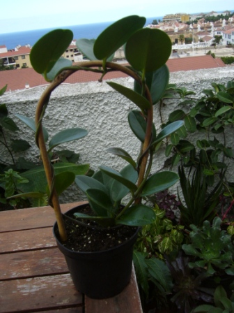 [Foto de planta, jardin, jardineria]