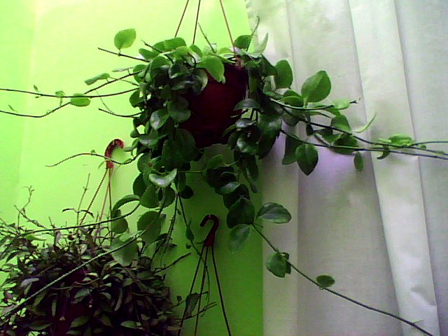 [Foto de planta, jardin, jardineria]