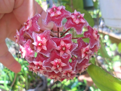 [Foto de planta, jardin, jardineria]