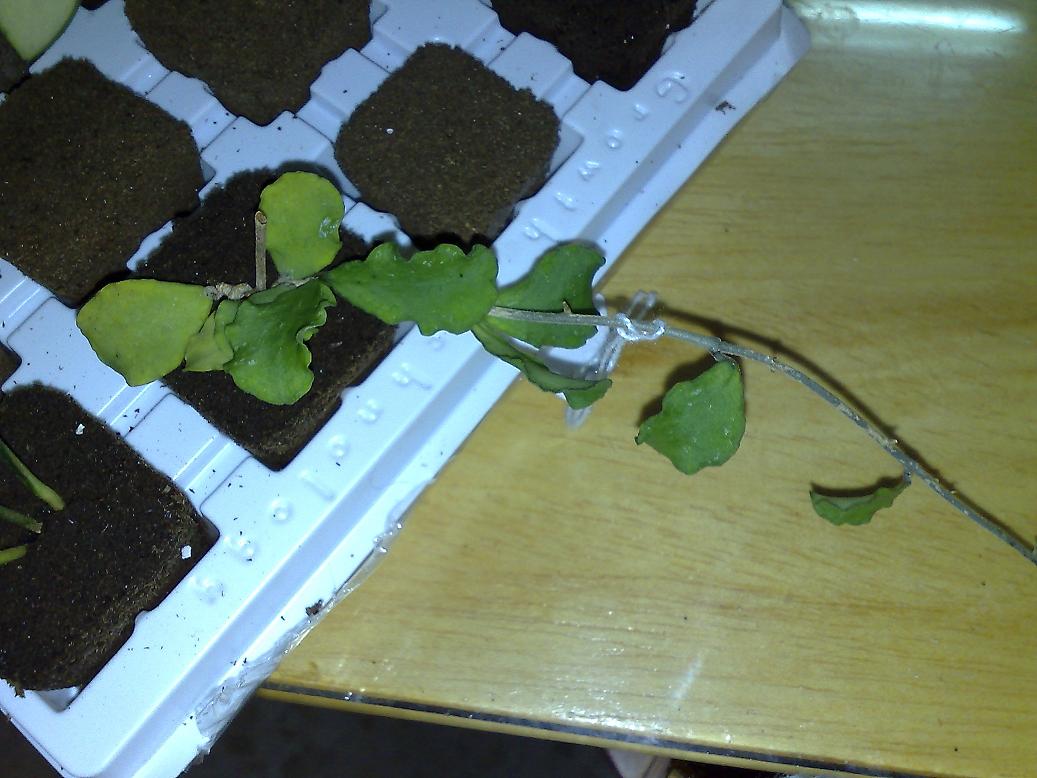 [Foto de planta, jardin, jardineria]
