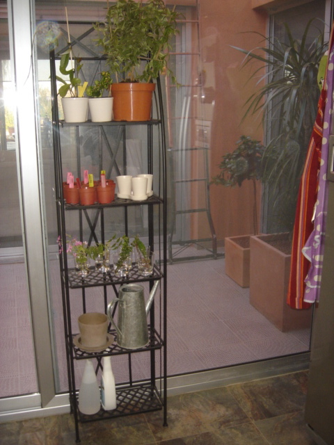 [Foto de planta, jardin, jardineria]