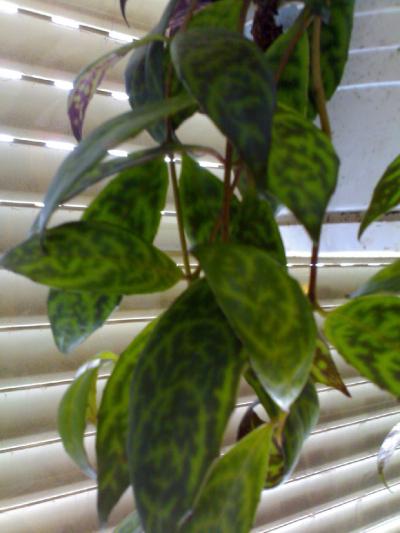 [Foto de planta, jardin, jardineria]