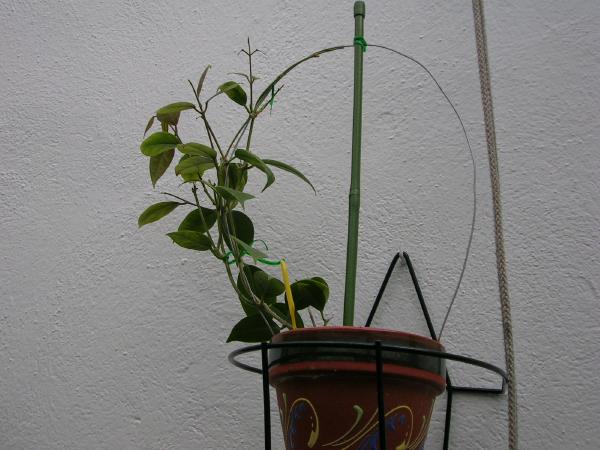[Foto de planta, jardin, jardineria]